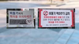 비둘기 먹이 주기 규제