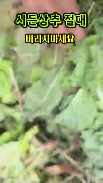 시든 상추 버리지 마세요: 냉장고에 오래 둔 상추를 다시 보는 건강정보