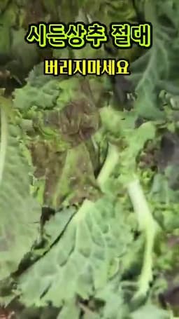 냉장고에 오래 둔 상추를 대할 때의 기준