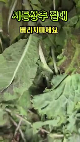 건강정보로 강조한 핵심 포인트