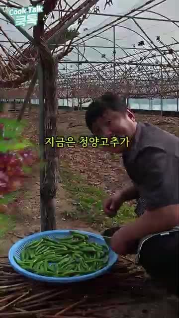 청양고추 김치 레시피 - 매운맛 최고의 조합