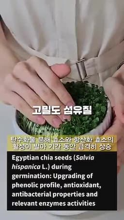 왜 치아씨드를 새싹으로 키우나 — 장점 정리(렉틴 제거·항산화·섬유질)