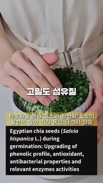 치아씨드 새싹 키우기: 5일 만에 수확해 샐러드·비빔밥에 활용하는 방법
