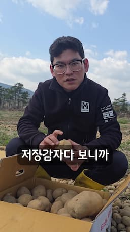 고구마와의 차이점