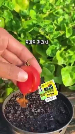 토마토 씨앗 채취 방법(토마토 갈라 씨 짜기)