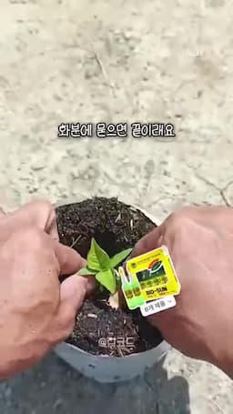 발아 후 관리 햇빛 배치와 분무기 물주기