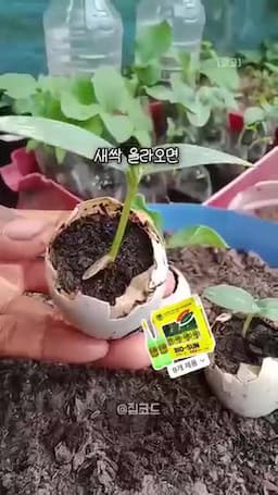 새싹 옮겨심기 껍데기째 으깨서 큰 화분에 심기