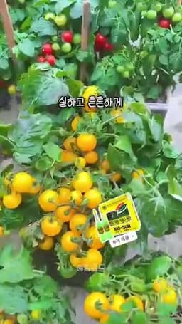 달걀껍데기의 장점과 영상에서 언급된 추가 팁 및 누락된 정보 안내