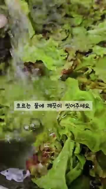 뱃살 관리에 좋은 상추무침 레시피 | 새콤달콤 아삭한 상추 겉절이