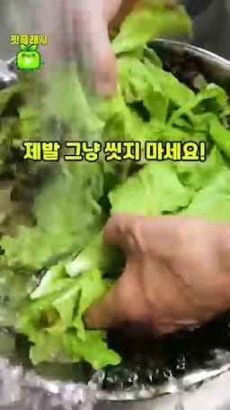 상추를 씻기 전 알아둘 점