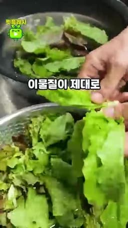 흐르는 물로 잎 사이까지 헹구기
