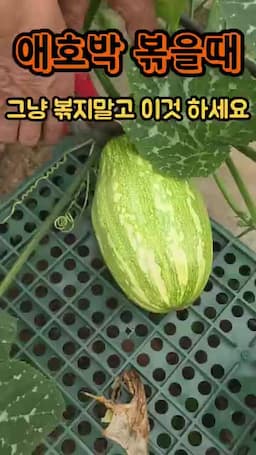 애호박 볶음이 퍼지는 이유