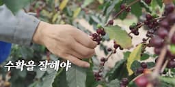 intro-커피 가공의 중요성