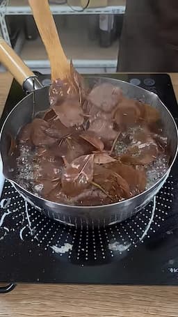 감태나무 잎 채취하는 방법