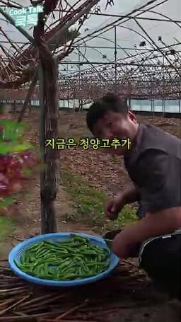 청양고추의 매운맛과 장점