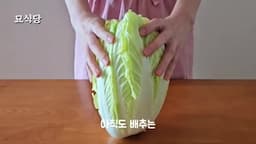 배추의 새로운 변신