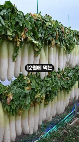 겨울 무의 건강 효능